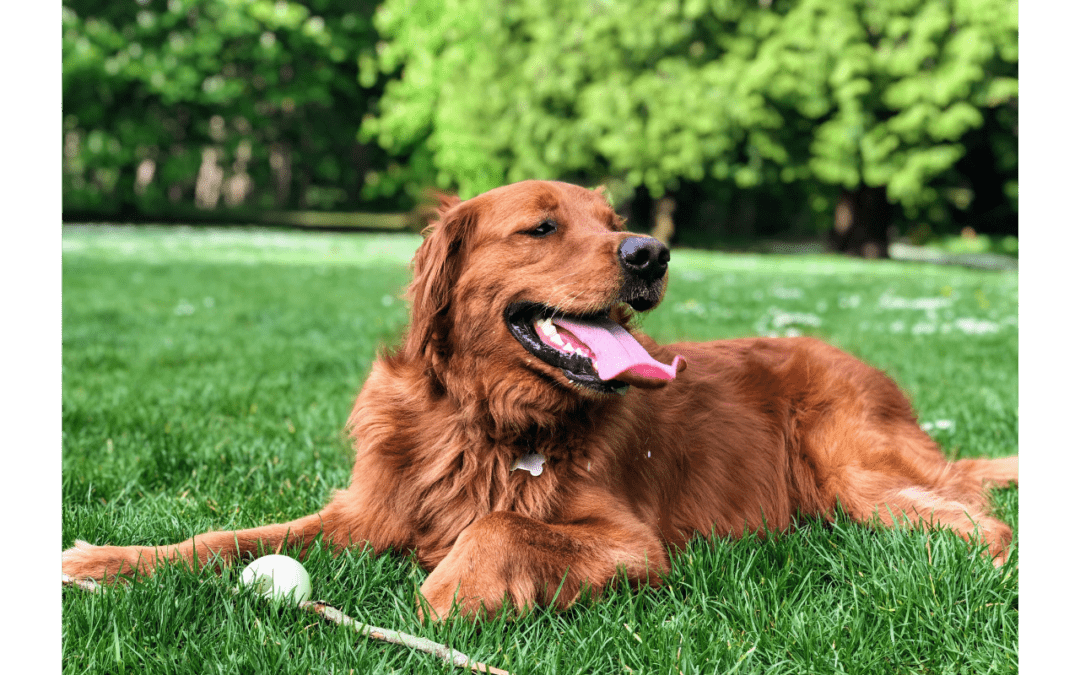 Golden retriever laying in grass panting