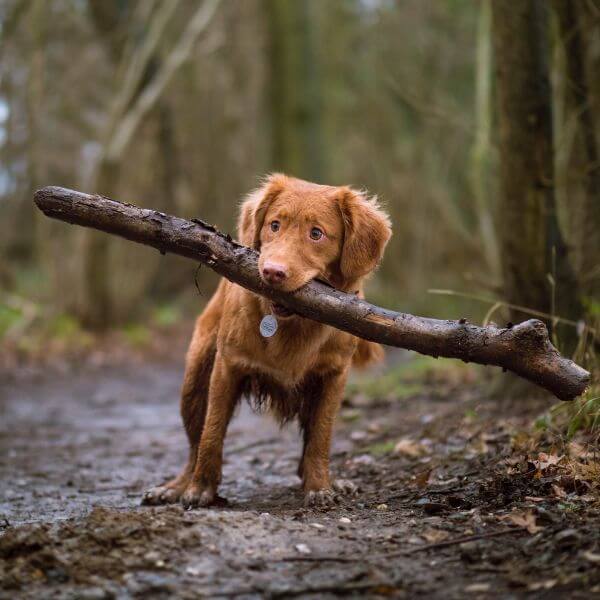 dog holding a stick