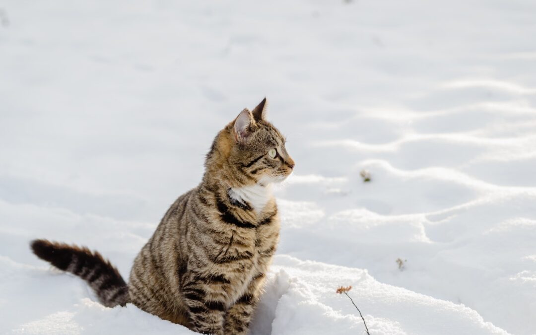 Cat sitting in the snow