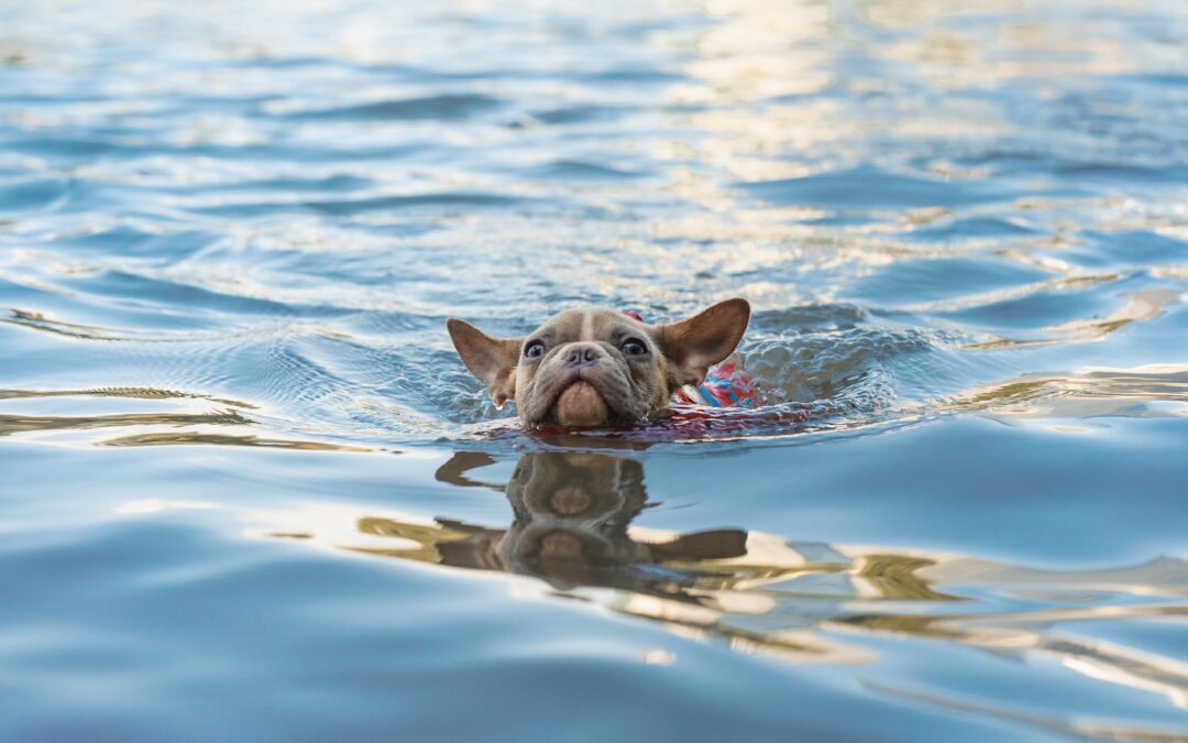 Five Guidelines for Safe Swimming With Your Pet